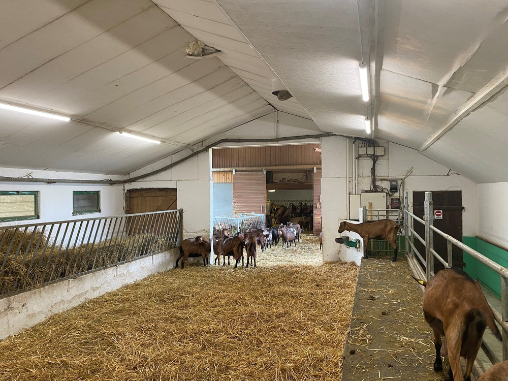 Ledvance LED damp proof luminaire 1500mm 50W 4000K 6500 lumens IP67 IK06 Cool White surface mount